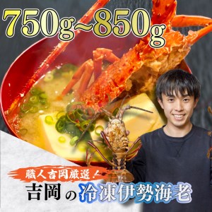 伊勢海老 750～850g 冷凍 鍋 刺身 高級 伊勢エビ イセエビ 高知県 須崎市 伊勢海老 刺身伊勢 海老蒸し 伊勢海老 海鮮丼 伊勢えび おさしみ 伊勢えび カルパッチョ 伊勢えび 粉チーズ 伊勢えび バジル 伊勢海老 フレンチ 伊勢エビ イタリアン 伊勢エビ お正月 伊勢エビ おせち 伊勢エビ 贅沢 伊勢えび ぷりぷり 伊勢えび 丸ごと 伊勢えび 食べたい  伊勢海老 懐石