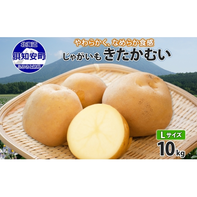 北海道産 じゃがいも きたかむい Lサイズ 10kg 馬鈴薯 キタカムイ ジャガイモ ポテト 芋 いも 旬 イモ 野菜 農作物 産地直送 産直 常温 北海道 お取り寄せ 送料無料 倶知安町