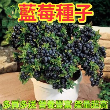 台灣藍莓種子 盆栽果樹 庭院果苗 觀葉觀果 酸性植物 陽台盆栽 可食用 藍莓苗 家庭果園 種子盆栽 DIY種植 園藝療癒