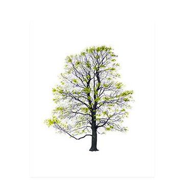 Tree 四季的樹 絹印版畫海報（春）