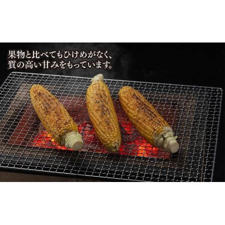 ふるさと納税 象もろこし（ライオンコーン）　大きいサイズのトウモロコシ　480ｇ以上8本入り(2024年8月下旬〜発送開始予定) 北海道旭川市