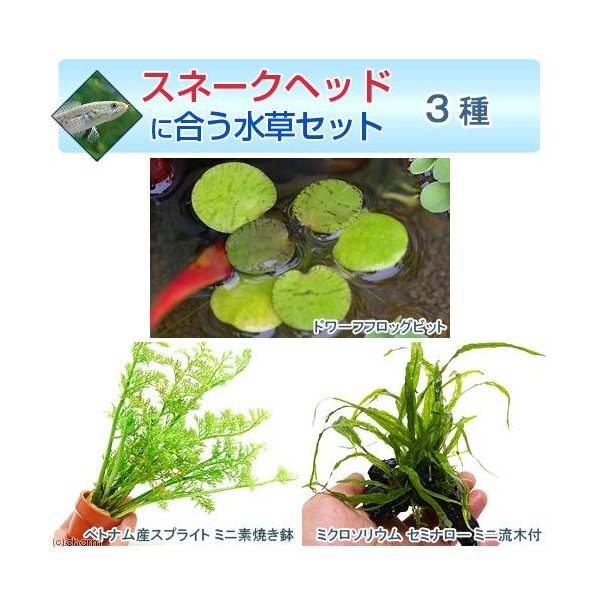水草 スネークヘッドに合う水草セット ３種 水中葉 １パック 説明書付 北海道航空便要保温 通販 Lineポイント最大0 5 Get Lineショッピング