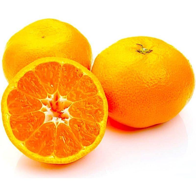 気軽に「温州みかん」約２kg 世界が驚く「Japanese Orange」の美味しさを再発見 専用化粧箱 贈答にも 愛媛ほか旬の産地から