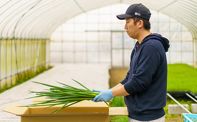 生産農家直送　京野菜・九条ねぎ  １kg×6回