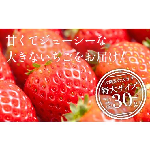 ふるさと納税 兵庫県 加西市 かぐや農園の極甘 いちご 特大粒 24粒