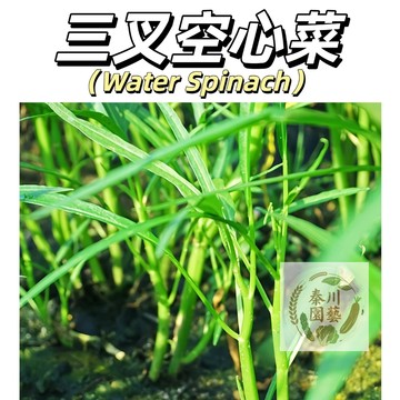 現貨（三叉空心菜種子KXC-2）高產竹葉三叉空心菜種籽柳葉通心菜種子四季陽台蔬菜種子盆栽菜園#食用蔬菜種子