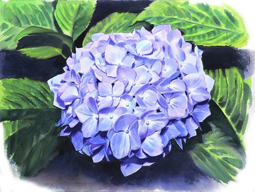 藝術家 Irina Zhunaeva 的繡球花原創水彩畫