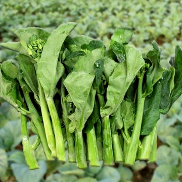 🥬【甜芯芥蘭種子】🥬現貨（100粒）格蘭菜種子 今年新種 甜嫩四季圓葉芥藍種子 菜籽陽臺田園庭院易種植蔬菜種子