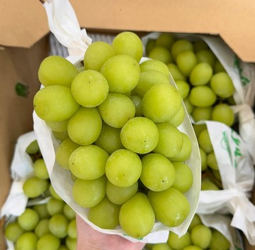 [芯鮮果]日本山梨縣( 麝香葡萄 )