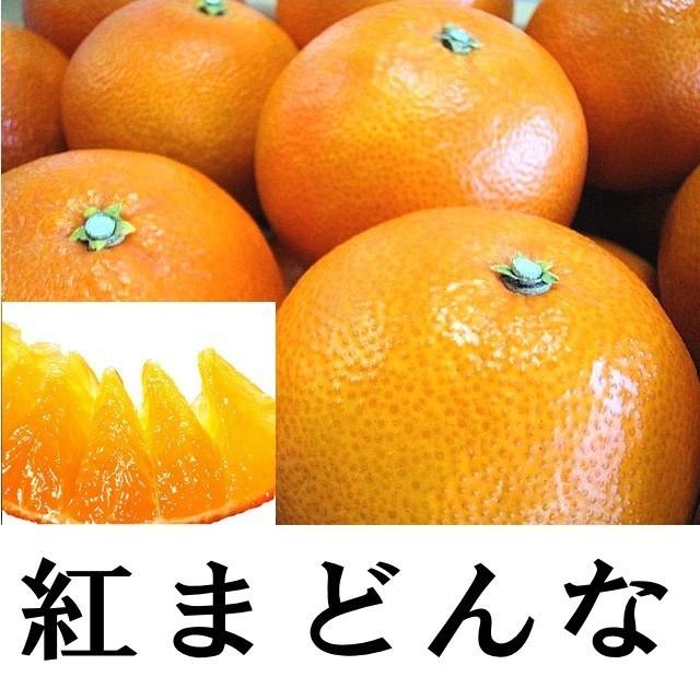 紅まどんな 訳あり 約 5kg 紅マドンナ 愛媛県産 みかん