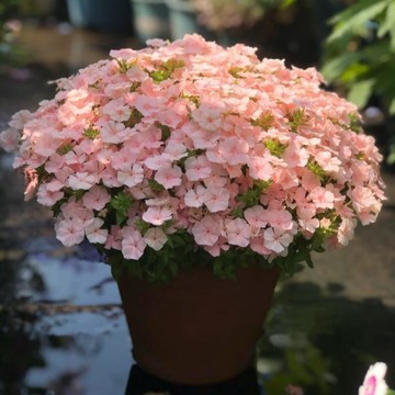 ✨芝櫻爆花地毯｜撒種成坪 打造夢幻粉色花海 四季開花多年生 庭院護坡美化 新手好養夢幻粉色花海