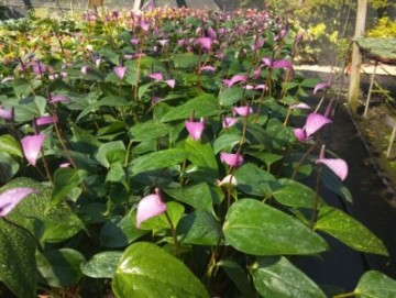 室內 切花 多年草本植物 火鶴花 紫 3吋盆 高15 25公分 觀賞性質佳耐陰 花精靈植物的家 Yahoo奇摩拍賣 Line購物