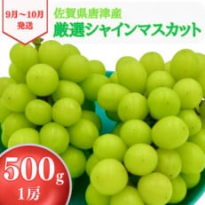 シャインマスカット 500g 佐賀県唐津産　〈先行受付〉2024年9月中旬より順次発送