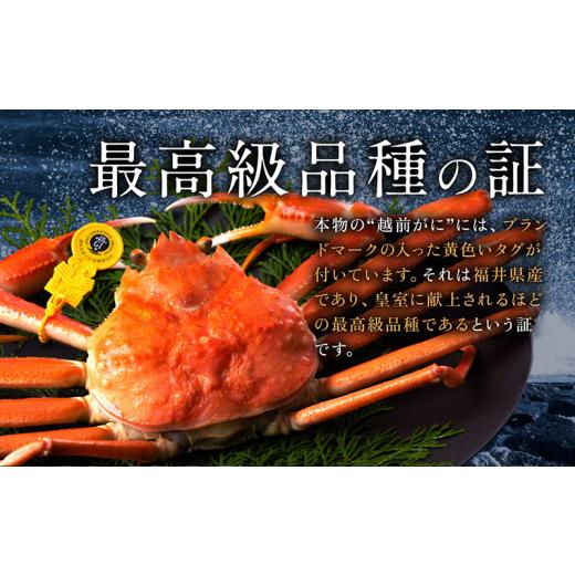 ふるさと納税 福井県 越前市 越前がに（オス）「ずわいがに」 大サイズ（800g-1kg） 1杯