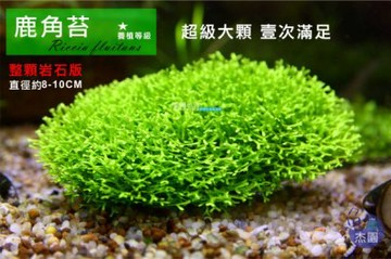 魚草杰園好物販賣店 鹿角苔水草苔石 培育中請先詢問 推薦 Yahoo奇摩拍賣 Line購物