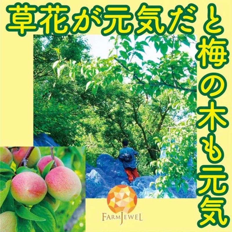 南高梅 完熟梅 20kg 和歌山県産 南部産 紀州 南高梅 生梅 梅干し