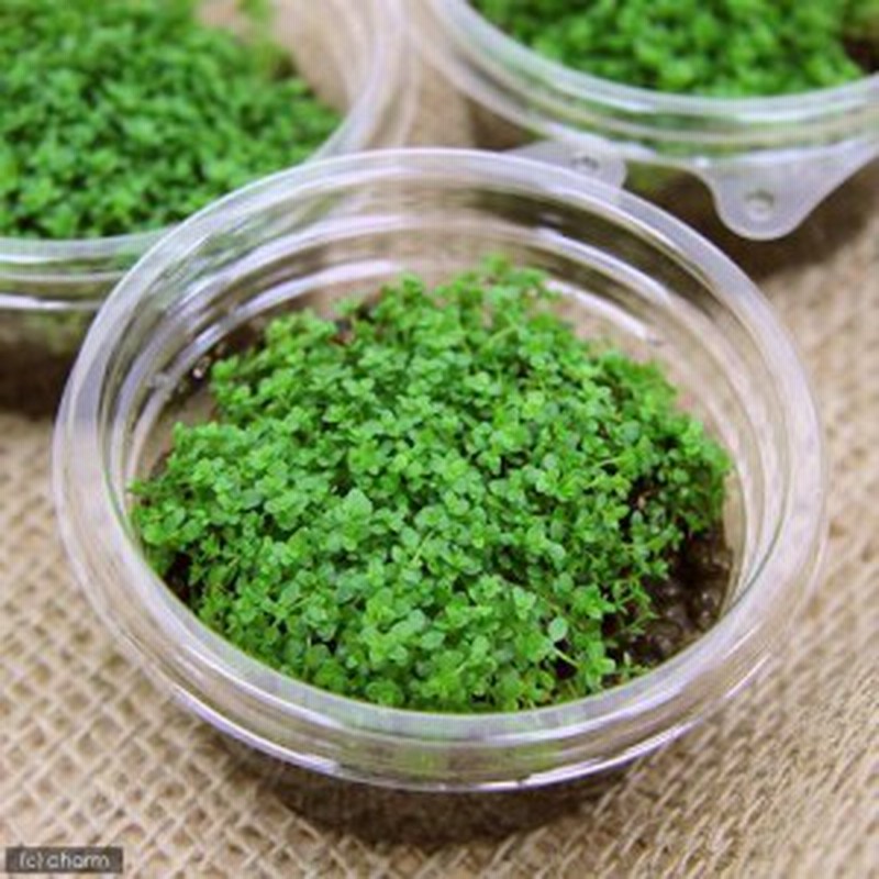 水草 キューバパールグラス 水上葉 プリンカップ 無農薬 １個 通販 Lineポイント最大1 0 Get Lineショッピング