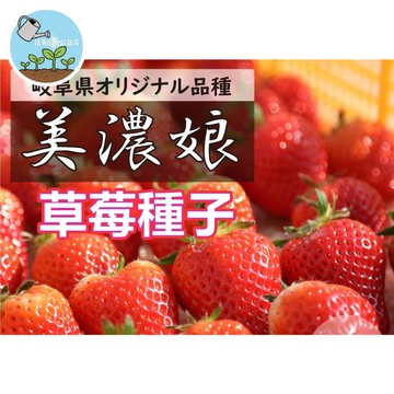 🍓【日本原種直送】美濃娘草莓種子 岐阜縣人氣品種 全日系種源 果實甜香濃郁 陽台盆栽家庭果園 約100粒裝 附專業栽培指