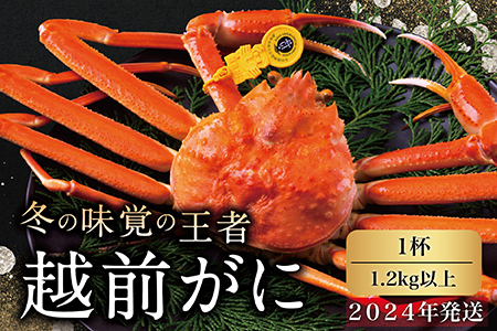 越前がに（オス）「ずわいがに」特特大サイズ（1.2kg以上）  1杯