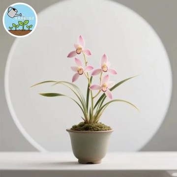 紫韵青凰金邊矮種種子  四季蘭花 藝雙全濃香室內盆栽 花葉俱美易開花滿室香 觀賞花卉