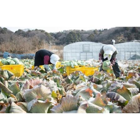 ふるさと納税 瀬戸内 牛窓産 キャベツ 約10kg（4〜8玉） 野菜 岡山県瀬戸内市