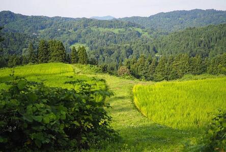 R5年産 新米コシヒカリ5kg 一等米100%   雪国棚田米 ~農薬・化学肥料不使用~