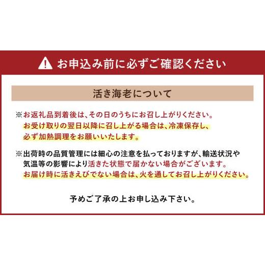 ふるさと納税 熊本県 宇城市 熊本県産 活き車海老 約600g（14〜22尾程度）大サイズ厳選品