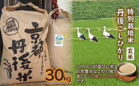 特別栽培米　令和6年産　丹後こしひかり　玄米30Kg