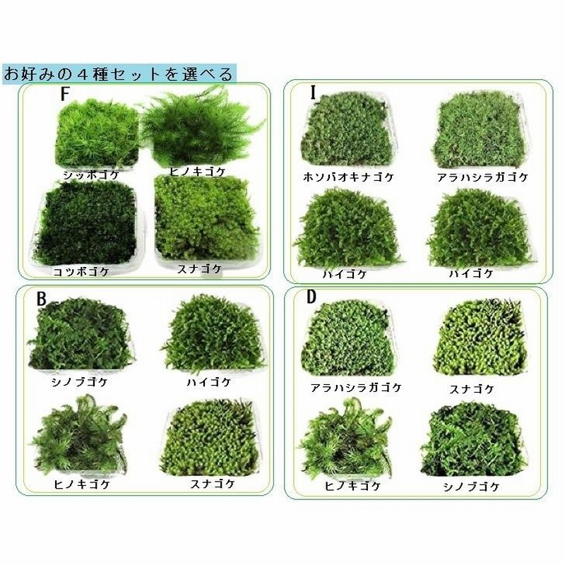 天然苔 bonsai 天然苔 bonsai