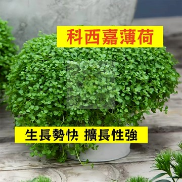 🌱早熟高產 科西嘉薄荷種子BH-9 生長勢快 擴長性強 蕃荷葉 土薄荷 升陽菜 野薄荷 南薄荷 易種植 高產陽台盆栽種籽