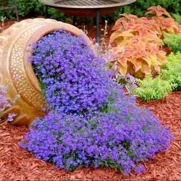 現貨 稀有六倍利花種籽（100粒） 多色可選 花期超長易活 滿盆超低價格 發芽率95%藍色翠蝶花 六倍利 山梗菜 花卉植