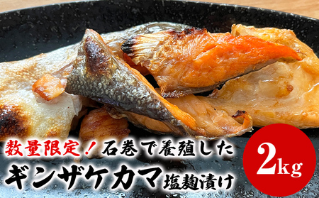 ギンザケ カマ 塩麹漬け 石巻産 2kg 銀鮭 鮭カマ さけカマ ギンザケカマ 銀鮭カマ 塩麹漬けカマ