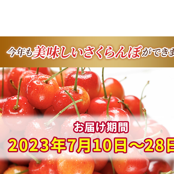 先行受付 2024年7月から出荷 北海道 仁木町産 サクランボ 紅秀峰 600g 厳選品  松山商店