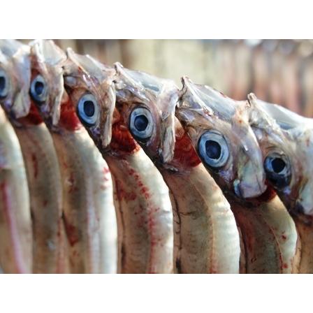 魚干物 新潟の魚 ニギス ギスの一夜干し