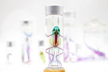 透明生物標本 - 美洲牛蛙 Lithobates catesbeianus