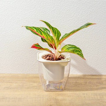 火狐狸粗肋草 免澆水方形盆栽 室內植物 觀葉植物 禮物 盆栽 辦公