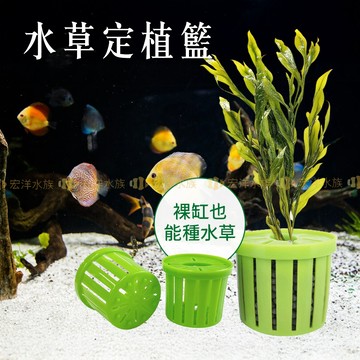 宏洋水族【水草定植籃】水植定培籃 水草固定籃 種植水草 水培籃 魚缸造景 水草造景 水族種草 草株 水植籃 魚缸水草 草