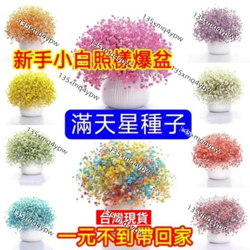 現貨🌱💥蝦皮熱銷【滿天星種子】（250粒） 超易種活 可製作乾花 易爆盆四季種易活開花不斷室內陽臺盆栽種子 觀賞花卉種子