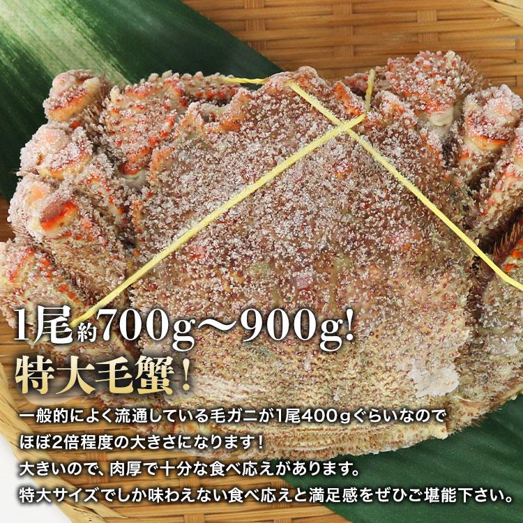 ロシア産 毛ガニ1尾 約700g〜900g 大サイズ 毛蟹 毛がに ケガニ 蟹 カニ かに ギフト