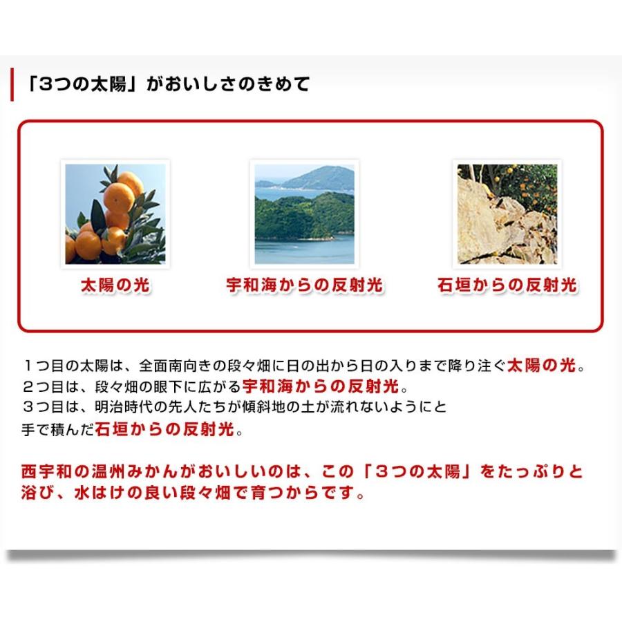 愛媛県より産地直送 JAにしうわ みつる共撰 プレミアム西宇和みかん 蜜る(みつる) LからSサイズ 4キロ(35玉から50玉) 送料無料 にしうわみかん 蜜柑 ミカン