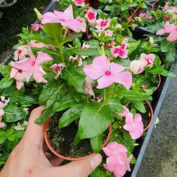 P老闆園藝~日日春 3吋盆