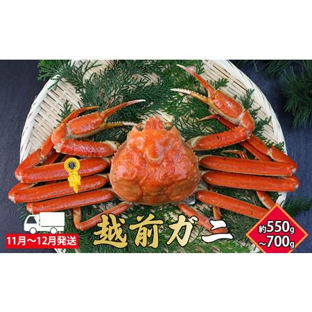 ふるさと納税 越前ガニ(約550g〜700g) 1杯 黄色タグ付 福井県南越前町