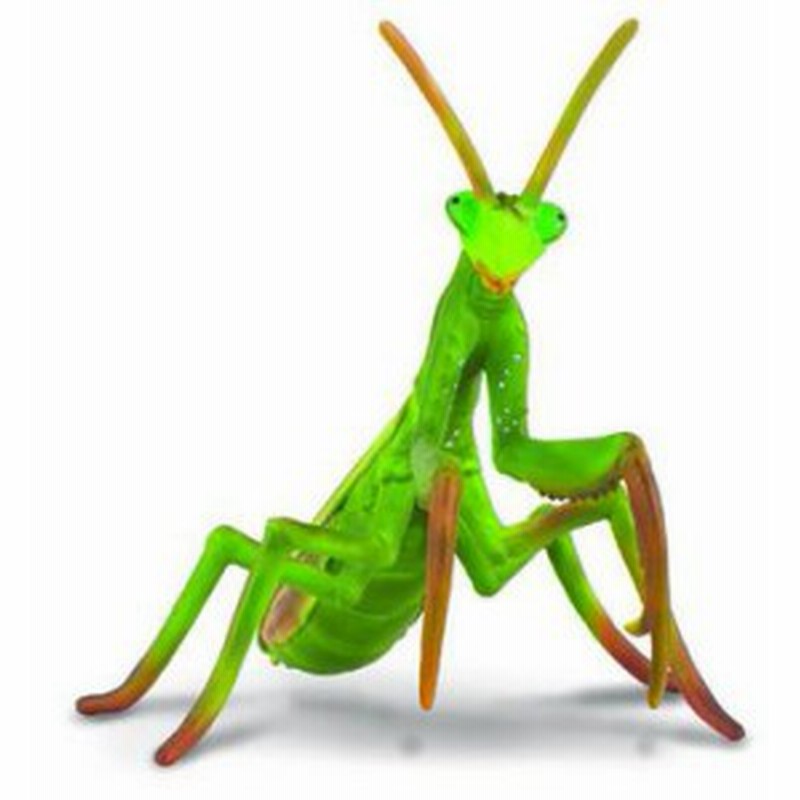 Collecta コレクタ 昆虫 カマキリ フィギュア おもちゃ 通販 Lineポイント最大4 0 Get Lineショッピング