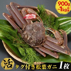 タグ付き松葉ガニ　特大1枚（900g～1kg前後） ※2023年11月～2024年3月発送予定《かに カニ 蟹》