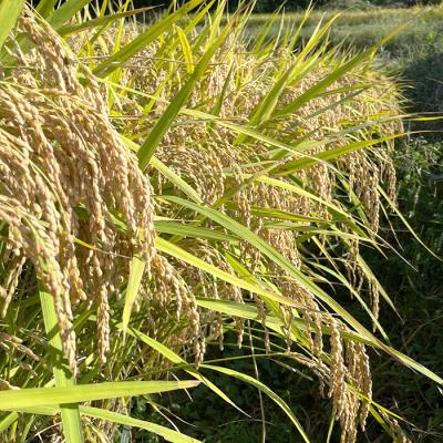 ふるさと納税 淡路市 《玄米》淡路島の棚田米 5kg