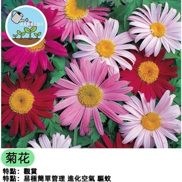 五色菊花種子盆栽 好種易活開花不斷 三色菊/雁河菊 四季播種 陽台花園造景 蜜源植物 新手友善