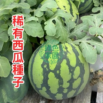 【稀有西瓜種子】大果甜脆多汁  家庭園藝種植  陽台田地皆宜   耐寒耐旱易爬藤水果種子 發芽率高