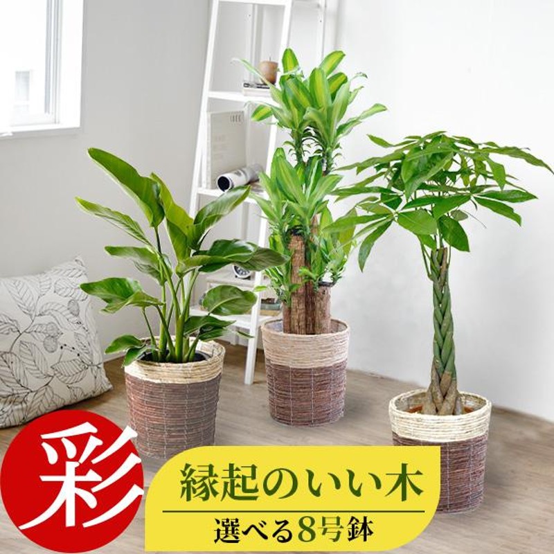 観葉植物 8号鉢 種類 選べる 鉢カバー付きセット 大型 パキラ ユッカ