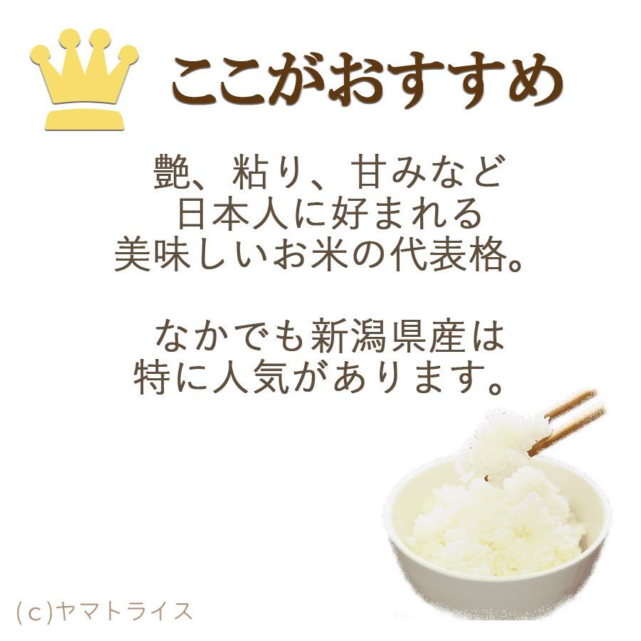 米 お米 コシヒカリ 新潟県産 5kg 白米 令和5年産