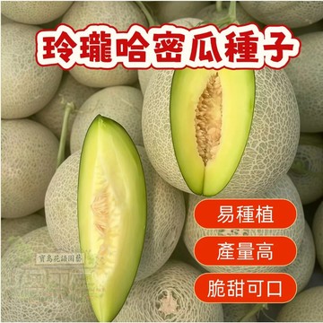 🔥熱銷 玲瓏哈密瓜種子 香瓜種子 營養豐富 超甜 多款哈密瓜種子   四季種植水果種子 香甜濃郁 超實惠價🍈